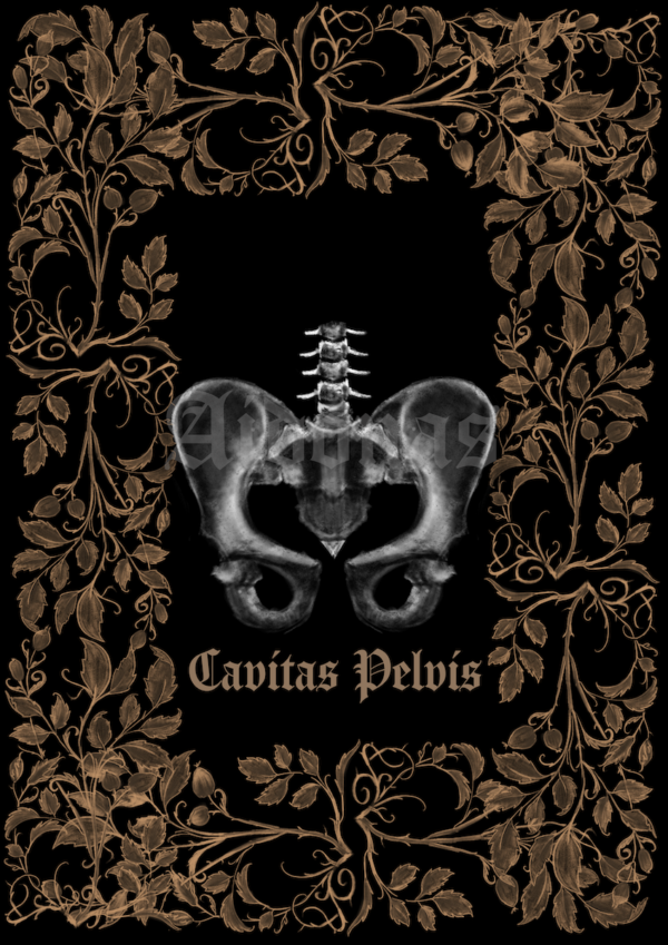 Cavitas Pelvis