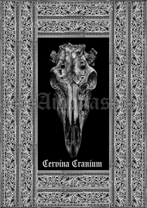 Cervina Cranium