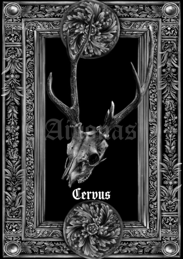 Cervus