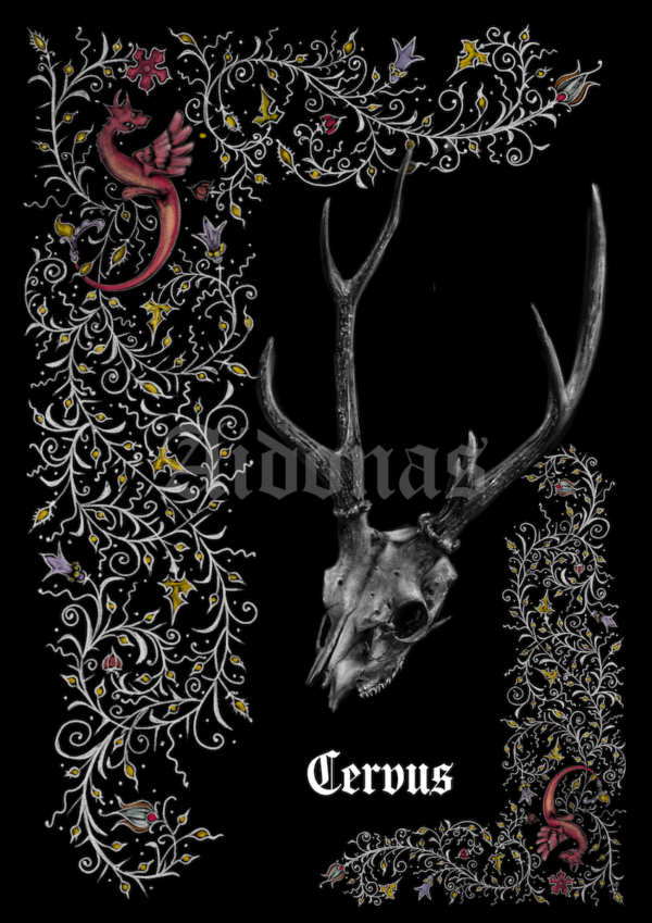 Cervus – Image 2