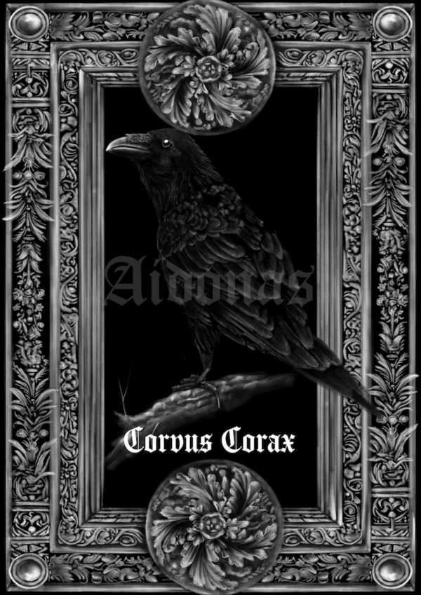 Corvus Corax