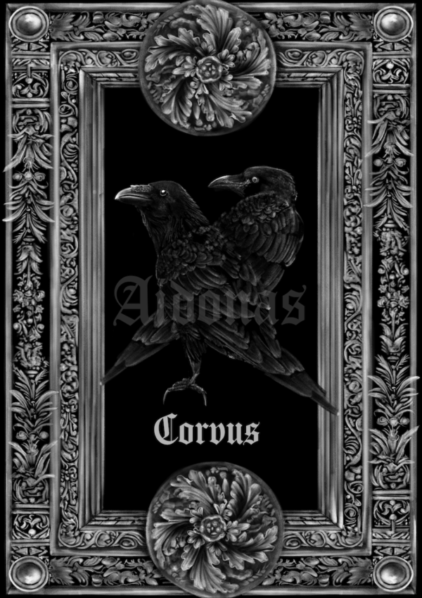 Corvus