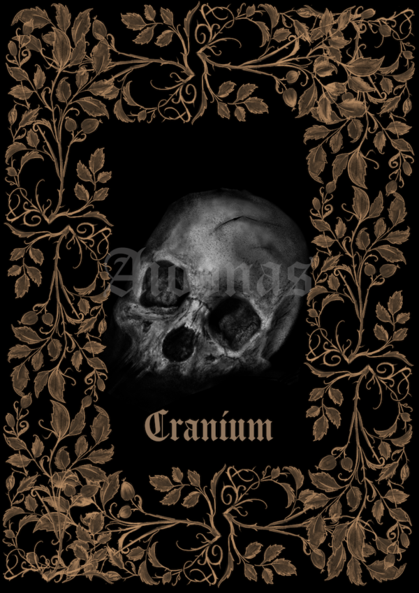 Cranium