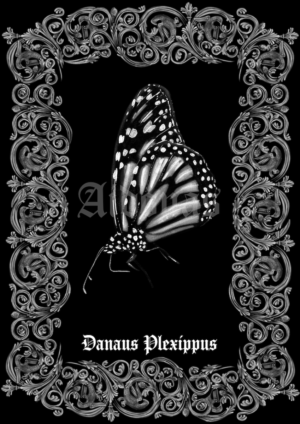Danaus Plexippus