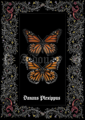 Danaus Plexippus