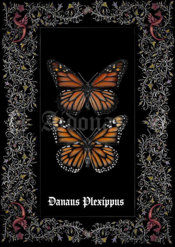 Danaus Plexippus