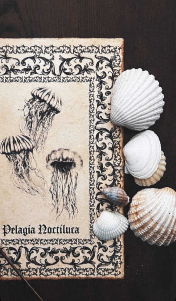 Pelagia Noctiluca – Image 4