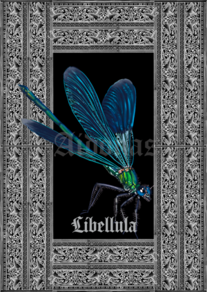 Libellula