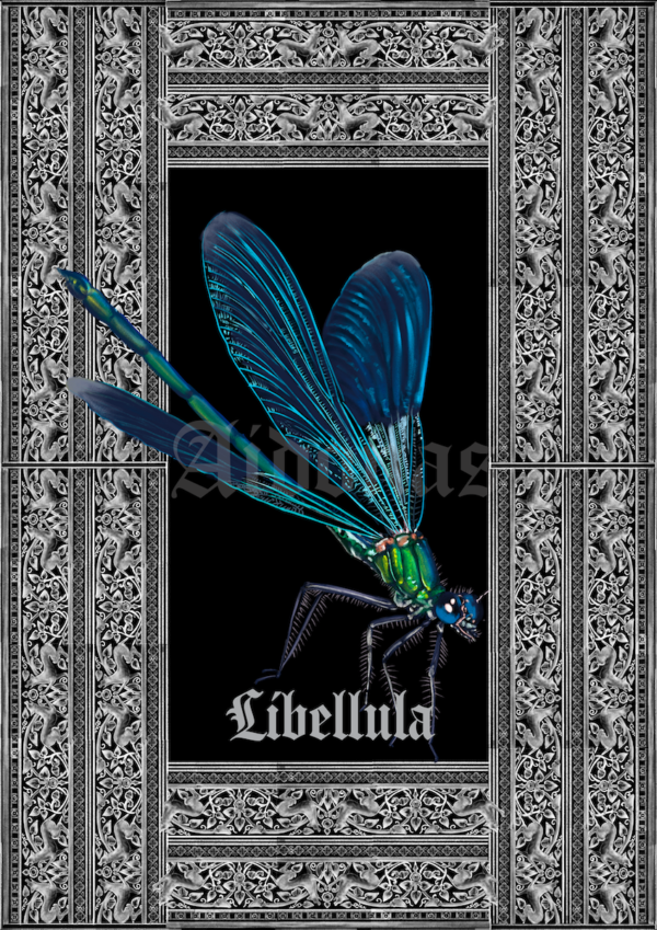 Libellula