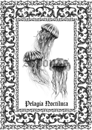 Pelagia Noctiluca - Fond Blanc, A5