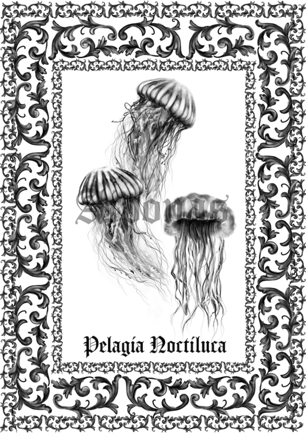 Pelagia Noctiluca – Image 2
